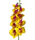 Naturalistic Moth Orchid