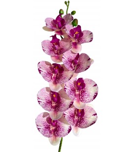 Moth Orchid