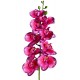 Naturalistic Moth Orchid