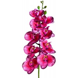 Naturalistic Moth Orchid