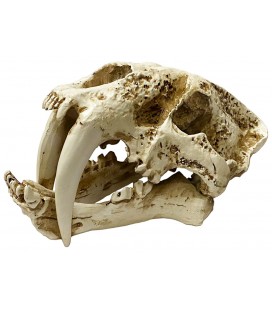 Naturalistic Skull - Saber-tooth