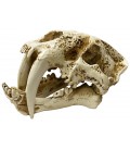 Naturalistic Skull - Saber-tooth - Small