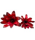 Bromeliad - Fireball - Medium