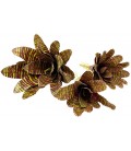 Bromeliad - Red Chestnut - Medium